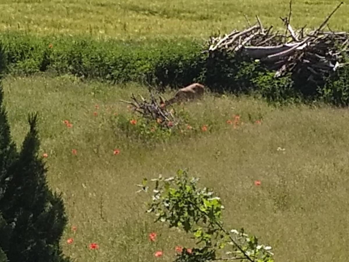 Haus Rosengarten- Ruhige Ferienwohnungen Im Gruenen Sehlen Luaran gambar